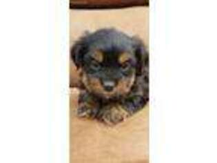 Shorkie Tzu Puppy for sale in Albany, GA, USA