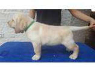 Labrador Retriever Puppy for sale in Pasadena, TX, USA