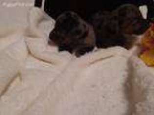 Dachshund Puppy for sale in Liberty, NC, USA