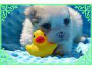 Maltese Puppy for sale in Vernonia, OR, USA