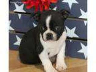 Boston Terrier Puppy for sale in Covina, CA, USA