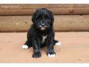 Goldendoodle Puppy for sale in Albany, NY, USA