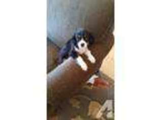 Cavalier King Charles Spaniel Puppy for sale in MOUNT HOREB, WI, USA