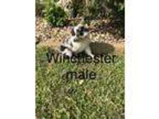 Miniature Australian Shepherd Puppy for sale in Mount Pleasant, TX, USA