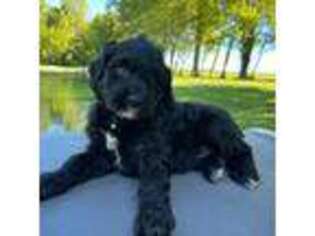 Portuguese Water Dog Puppy for sale in Brookville, OH, USA