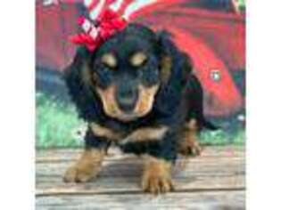 Dachshund Puppy for sale in Memphis, MO, USA