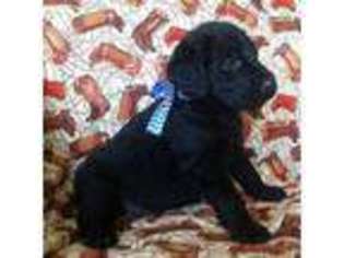 Labradoodle Puppy for sale in Hastings, MI, USA