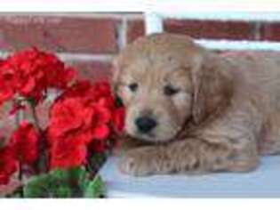 Goldendoodle Puppy for sale in Mapleton, UT, USA