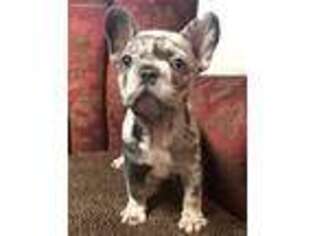 French Bulldog Puppy for sale in Pleasant View, TN, USA