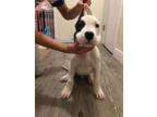 Dogo Argentino Puppy for sale in Denver, CO, USA
