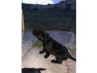 Labrador Retriever Puppy for sale in Pueblo, CO, USA