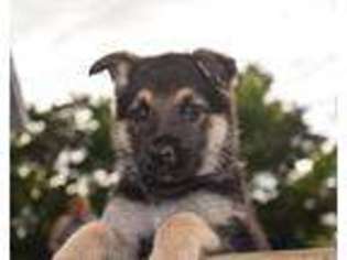 German Shepherd Dog Puppy for sale in Collinsville, IL, USA