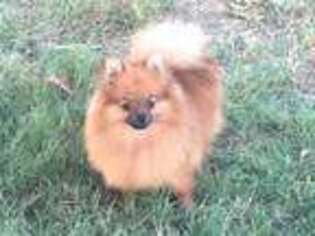 Pomeranian Puppy for sale in Millsap, TX, USA