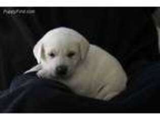 Labrador Retriever Puppy for sale in Cross Hill, SC, USA