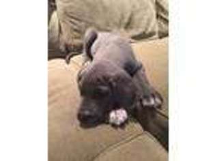 Great Dane Puppy for sale in Pebble Beach, CA, USA
