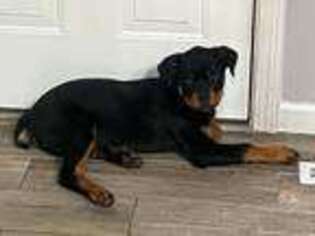 Rottweiler Puppy for sale in BRISTOL, CT, USA