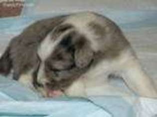 Shetland Sheepdog Puppy for sale in Williston, ND, USA