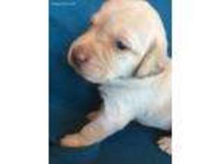 Labrador Retriever Puppy for sale in Seymour, TN, USA