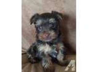 Yorkshire Terrier Puppy for sale in MC CONNELLSBURG, PA, USA