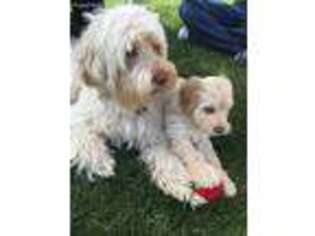 Labradoodle Puppy for sale in Nipomo, CA, USA