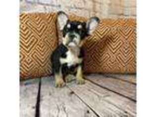 French Bulldog Puppy for sale in Thayer, MO, USA