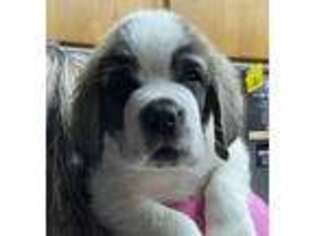 Saint Bernard Puppy for sale in Jerome, ID, USA