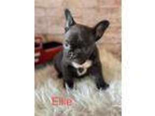 French Bulldog Puppy for sale in Chapman, KS, USA