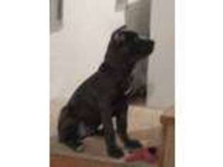 Cane Corso Puppy for sale in Silex, MO, USA