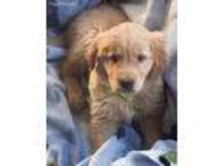 Golden Retriever Puppy for sale in Milwaukee, WI, USA