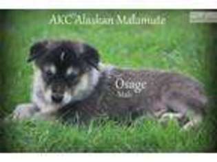 Alaskan Malamute Puppy for sale in Kansas City, MO, USA