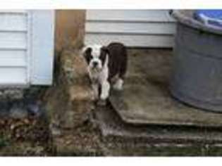 Olde English Bulldogge Puppy for sale in Trenton, NJ, USA