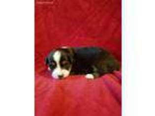 Miniature Australian Shepherd Puppy for sale in Ames, IA, USA