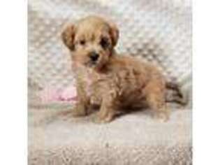 Mutt Puppy for sale in Childress, TX, USA