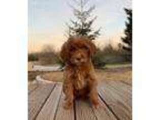 Medium Photo #1 Goldendoodle Puppy For Sale in Winton, CA, USA