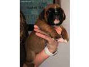 Boxer Puppy for sale in Tazewell, VA, USA