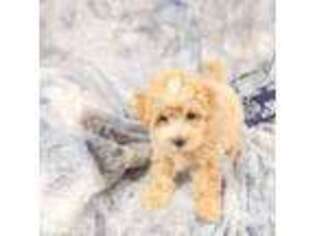 Maltese Puppy for sale in Nappanee, IN, USA