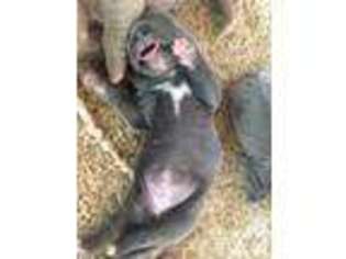Neapolitan Mastiff Puppy for sale in ALMA, AR, USA