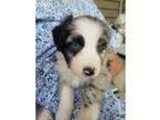 Australian Shepherd Puppy for sale in Rosedale, IN, USA