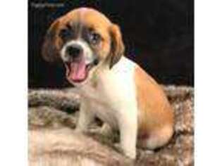 Boxer Puppy for sale in Chattanooga, TN, USA