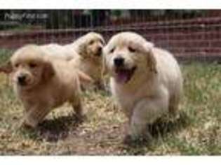 Golden Retriever Puppy for sale in Rowland Heights, CA, USA