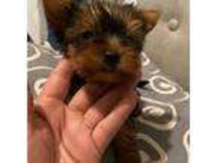 Yorkshire Terrier Puppy for sale in Hacienda Heights, CA, USA