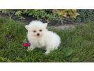 Pomeranian Puppy for sale in Loogootee, IN, USA
