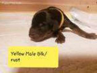 Doberman Pinscher Puppy for sale in Locust Grove, AR, USA