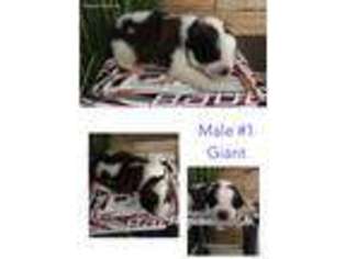 Saint Bernard Puppy for sale in Duluth, MN, USA