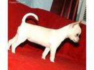 Chihuahua Puppy for sale in Steubenville, OH, USA