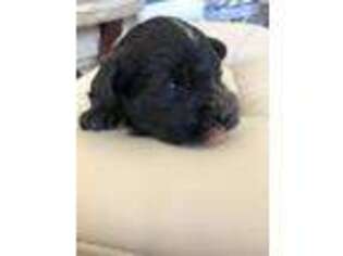 Schnoodle (Standard) Puppy for sale in Inverness, FL, USA