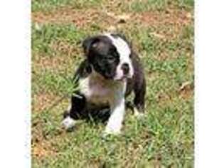 Olde English Bulldogge Puppy for sale in Dallas, TX, USA