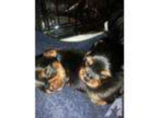 Yorkshire Terrier Puppy for sale in BRENTWOOD, CA, USA