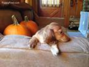 Dachshund Puppy for sale in Idyllwild, CA, USA