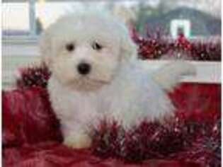 Maltese Puppy for sale in Dundee, NY, USA